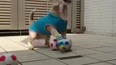 30second short video doggy