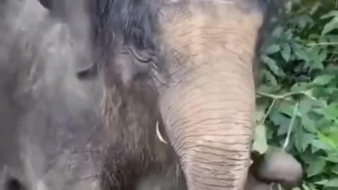 Cute baby elephant #shorts #shortvideo #video #virals #videoviral