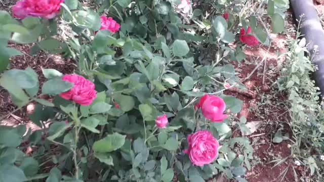 Flowers and natural