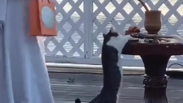 Mr. Steal your bread๐๐ must watch