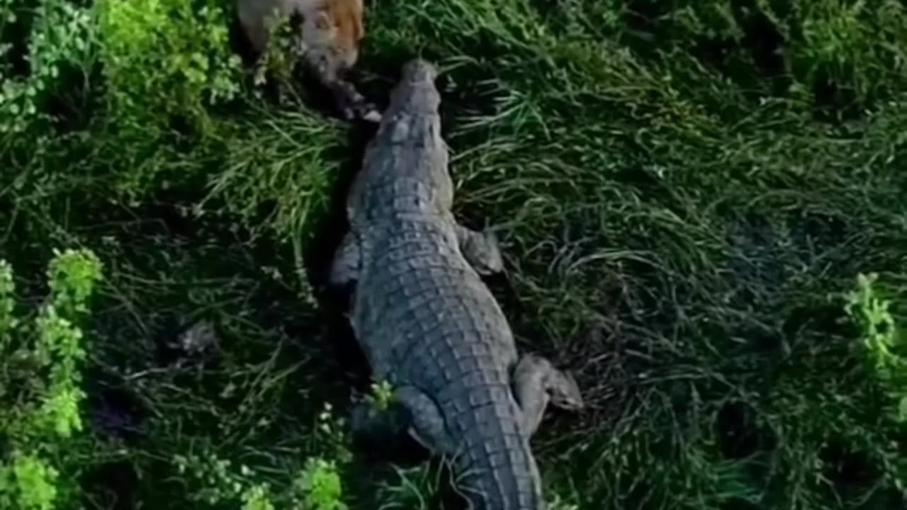 Crocodile vs Lion