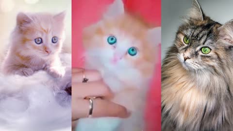 Gatinho Lindo Animal