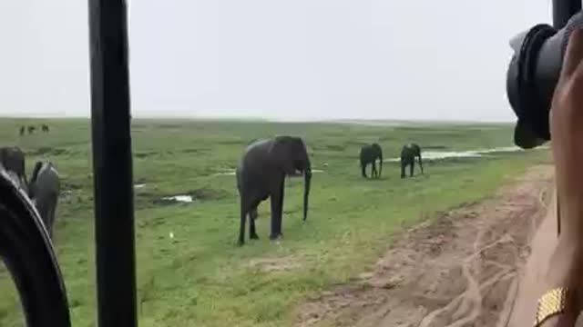 Elephant herd welcomes newly born calf