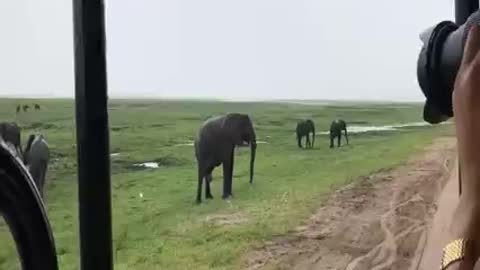 Elephant herd welcomes newly born calf