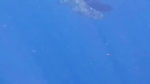 Wildlife