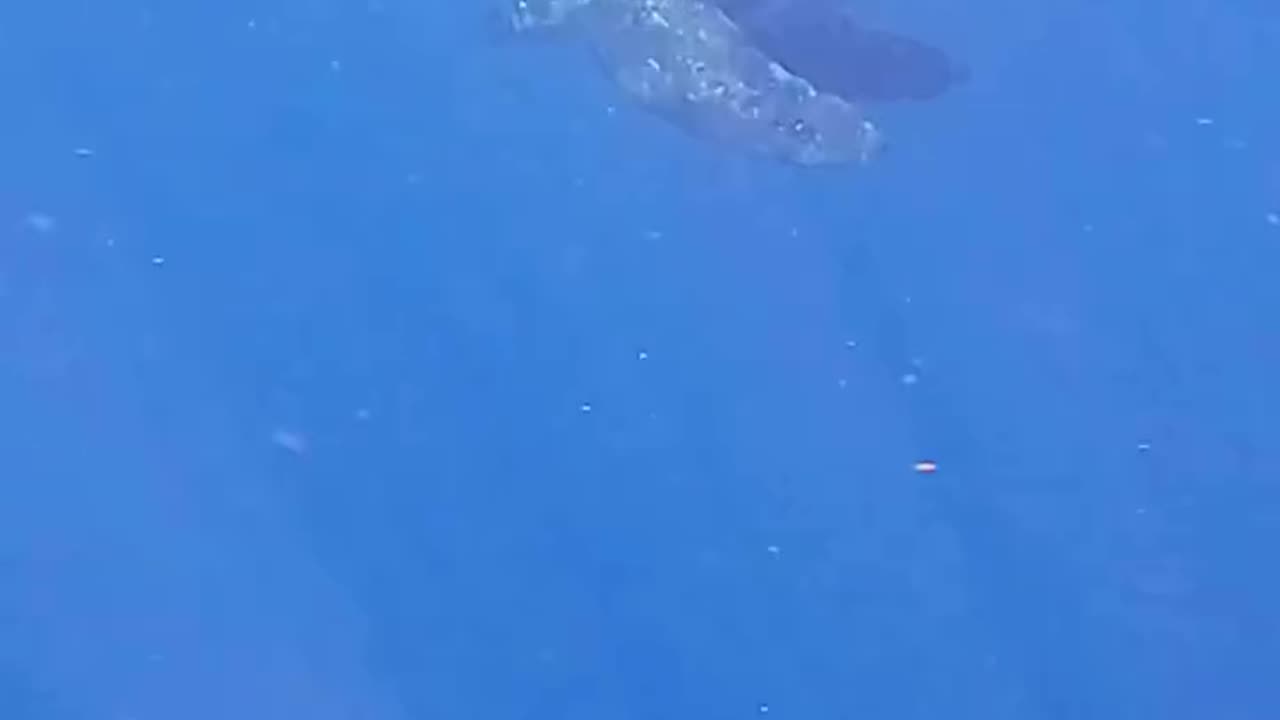 Wildlife