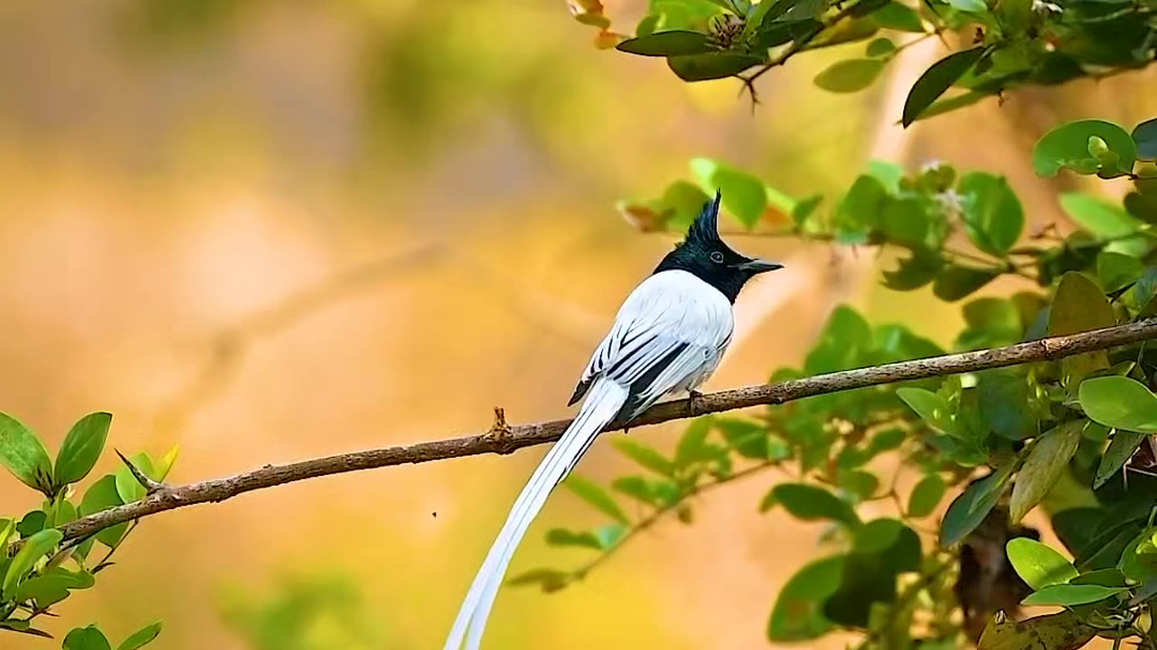 Asian paradise flycatcher (Male) The Ultimate Guide to the Male Paradise Flycatcher