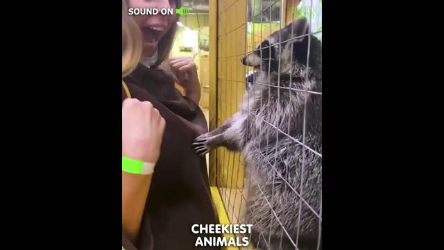 Luckey Raccoon