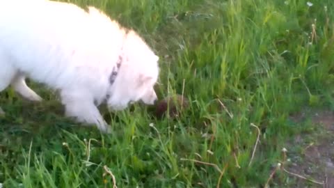 Dog vs hedgehog