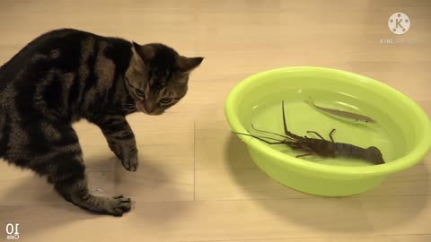 Japanese spiny lobster vs Cat