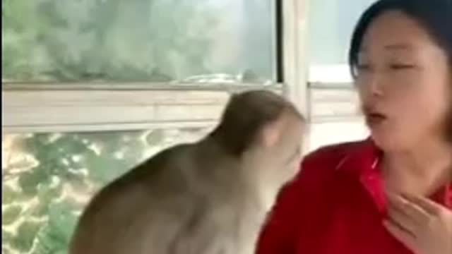 angry animals3