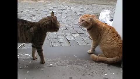 Real cat fight.. Funny strong fighting together