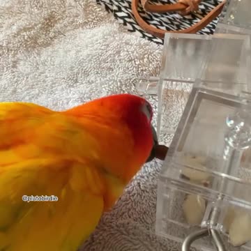 Parrot Gets Frustrated At Toy