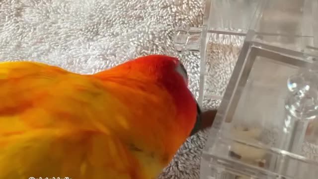Parrot Gets Frustrated At Toy