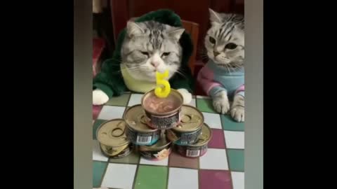 Best funny cats video of 2020 (compilation) you will laugh with this video