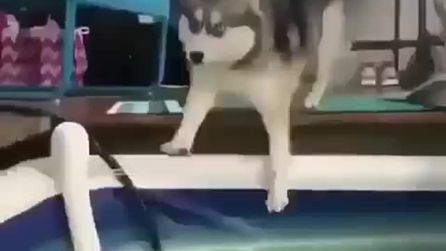 Funniest Siberian Husky Dog Videos 😁😇 Best Funny Animal Videos 2022 😺 Funny Dog Videos 2022 😁