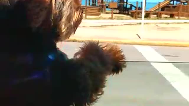 cute dog strolling by car 😍