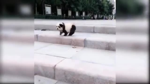 Panda with friend