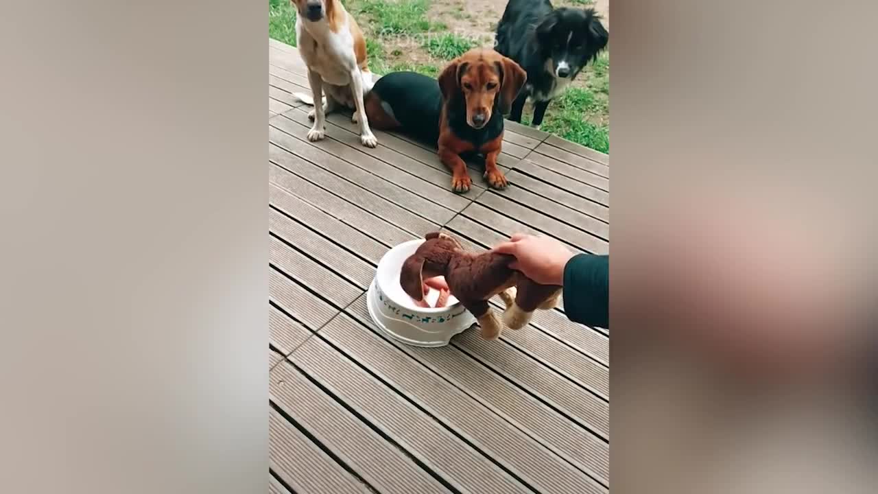 Cat's Reaction to Cutting the Cake - A Compilation of Cool Pet Reactions!