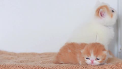 Two little Garfield, who is cuter than who?