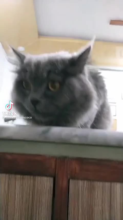 🐈🤞Lion cut 🦁Cats#pet lovers#