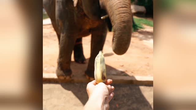 Elephant catched A Banana