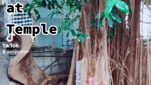 Tree Swallows Temple Bali