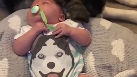 Husky playfully cuddles the baby and doesn't leave