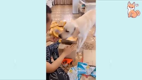 You will laugh at all the Dgs 🤣 Funny DOG Videos 😂🐶