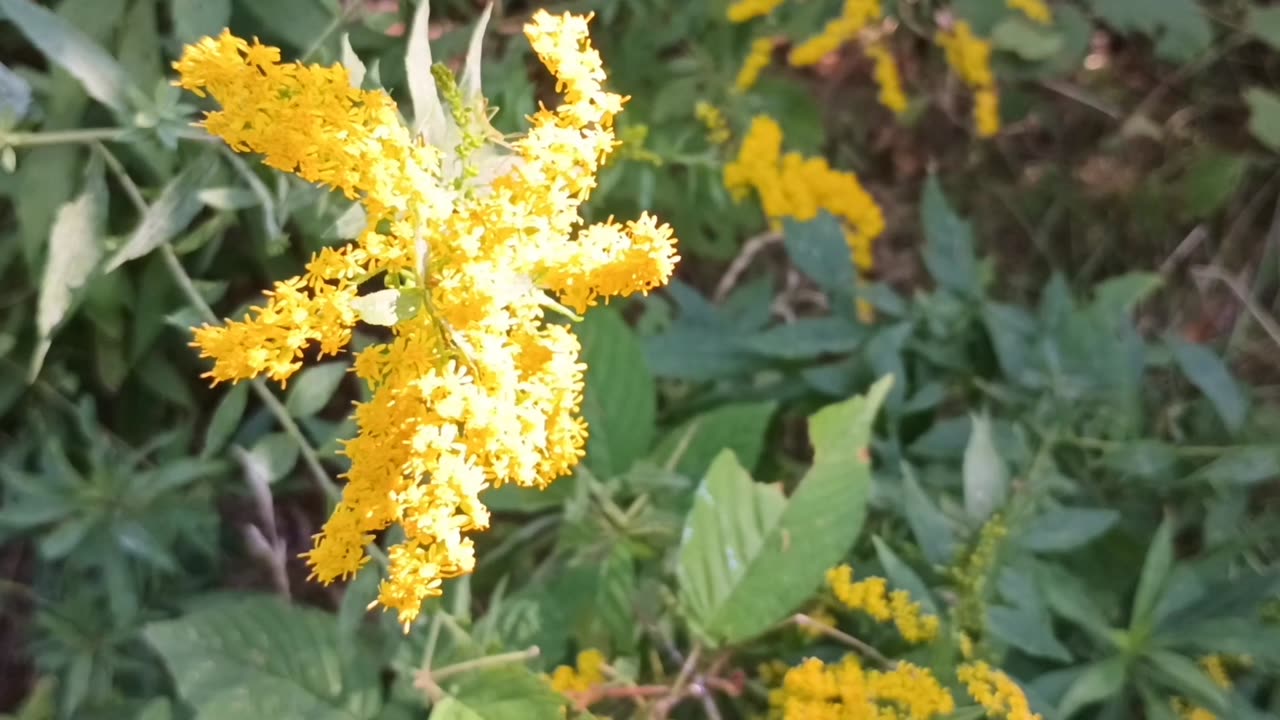 Goldenrod