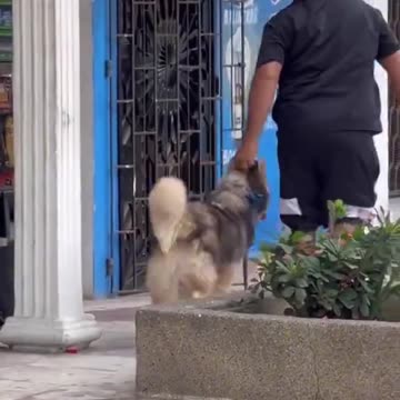 Funny video - funny dog