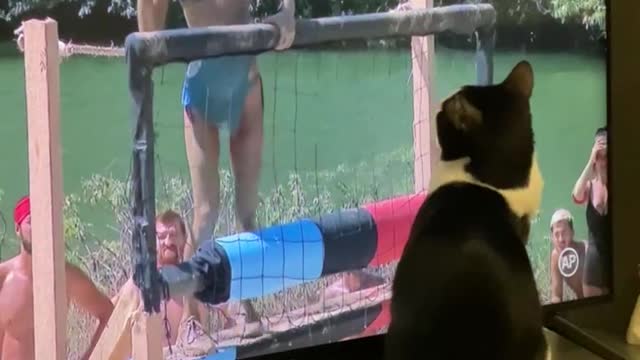 Kitten Vs Survivor Romania :)