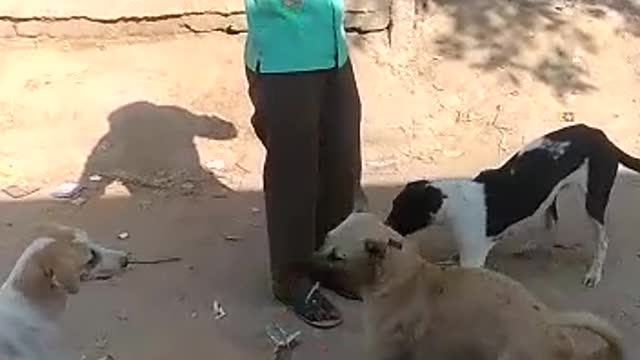 Dog eat and man..