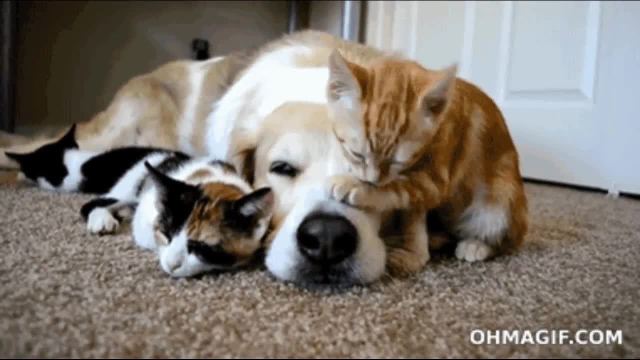 You Won't Believe What These Adorable Puppies and Kittens Do! Cute Animals Compilation