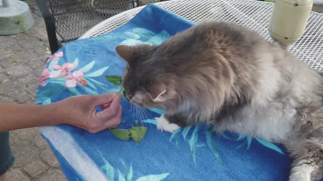 Catnip Salad on the Patio - Wonder Charlie the Cat