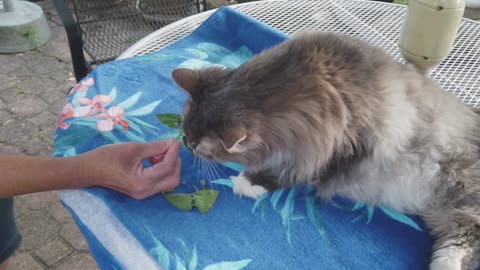 Catnip Salad on the Patio - Wonder Charlie the Cat