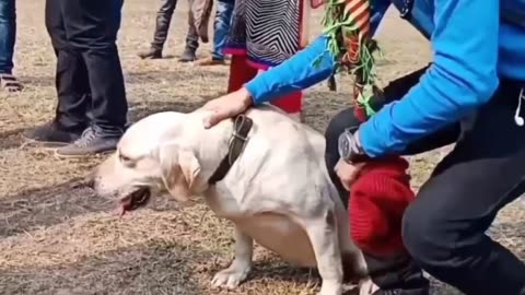 dog training, Indian army 🥰 pet lovers,