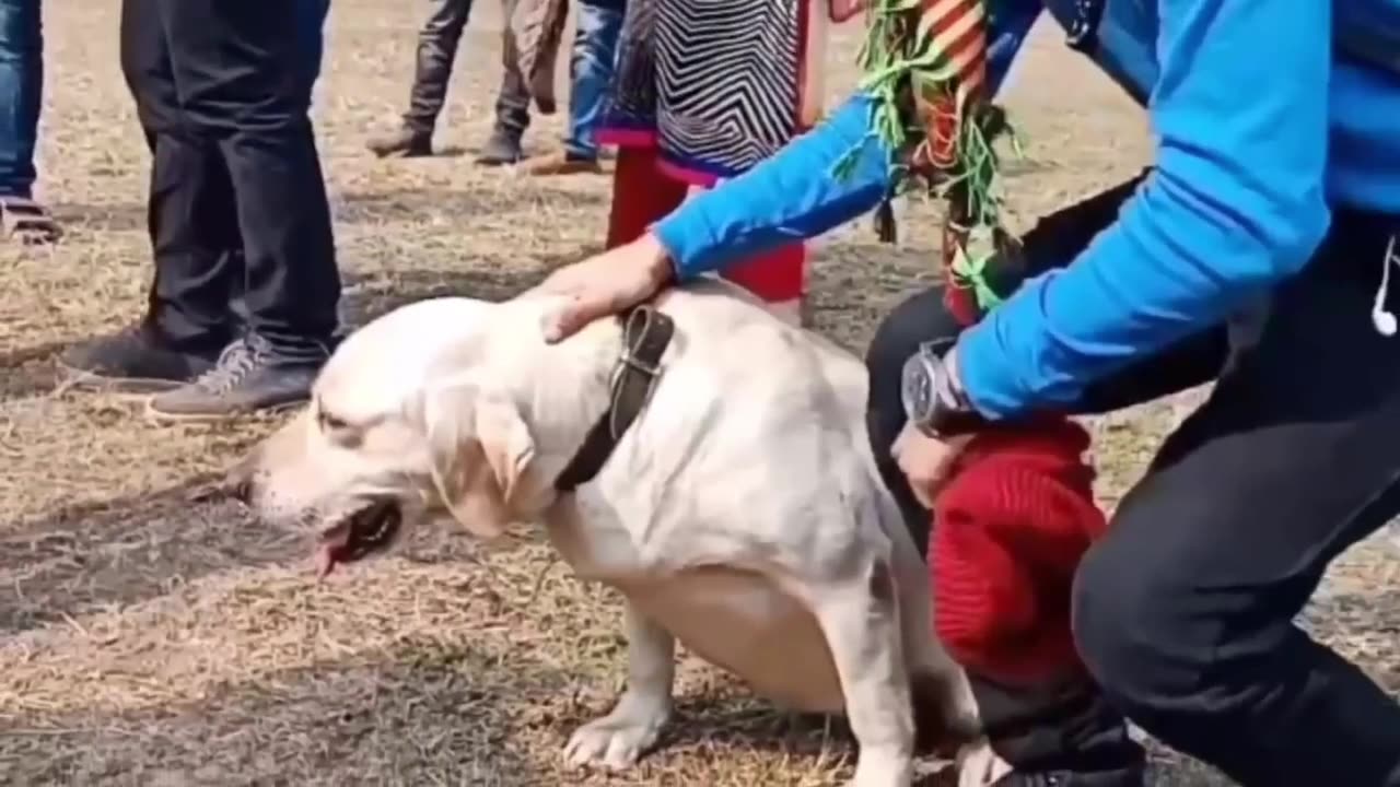 dog training, Indian army 🥰 pet lovers,