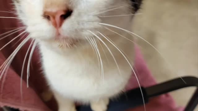 Cat showed up as a stray