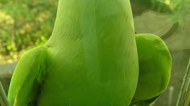 Green parrot sitting on the edge of a glass window