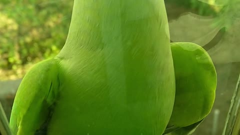 Green parrot sitting on the edge of a glass window