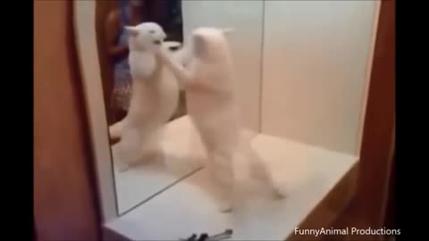 cats funny mirror videos