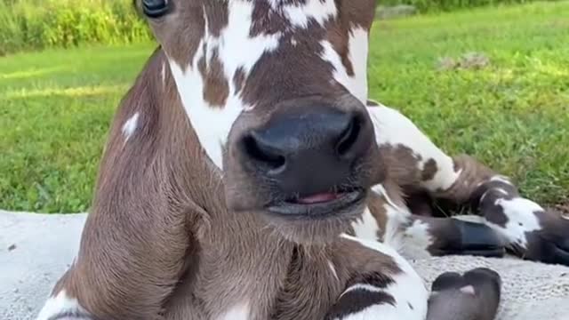 Cute animals videos compilation