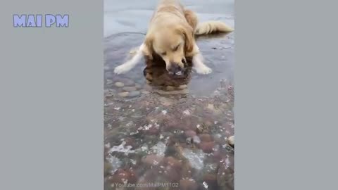 Funny Dog Videos 2021 Its time to LAUGH with Dogs life