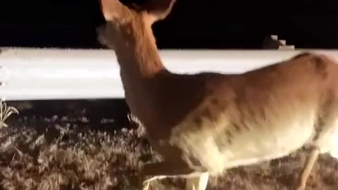 Man Coaxes Confused Deer Against Crossing Highway