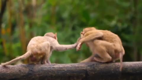 Funniest video monkey