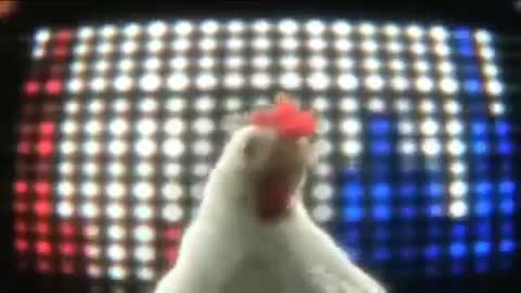 Chicken Song