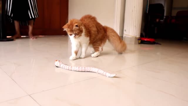 Fake Snake vs Cat