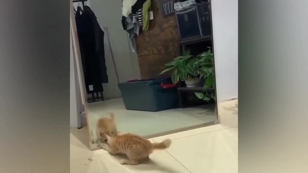 Viral video funny cat.🐱#cat