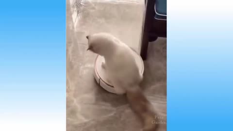 Most Intelligent Cat Breeds Ever